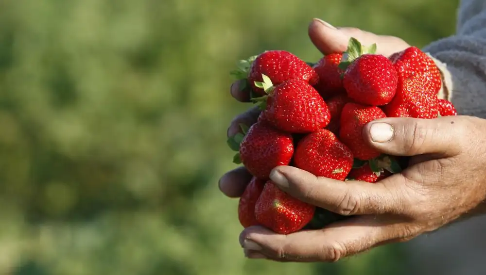 Imagen de archivo de un agricultor con fresas recién recogidas