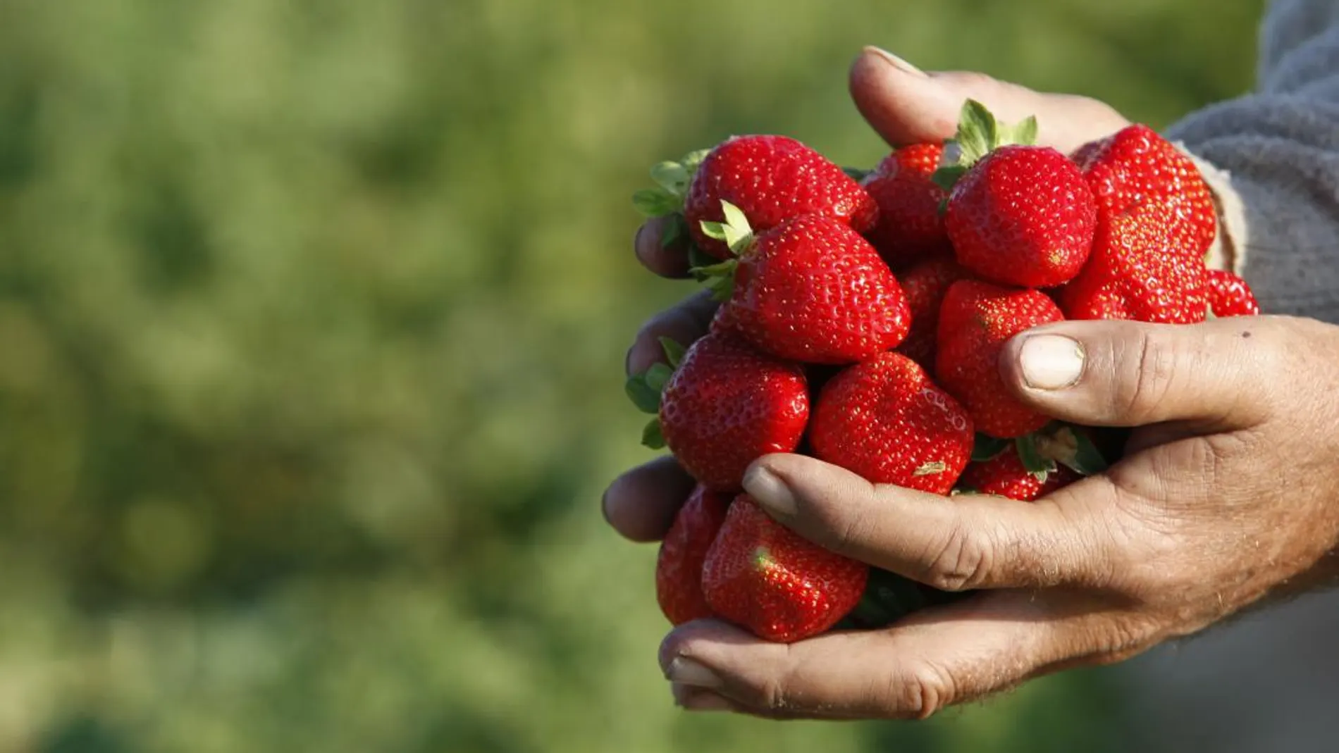 Imagen de archivo de un agricultor con fresas recién recogidas