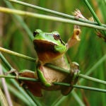 Ranita meridional (Hyla meridionalis), Grândola (Portugal)