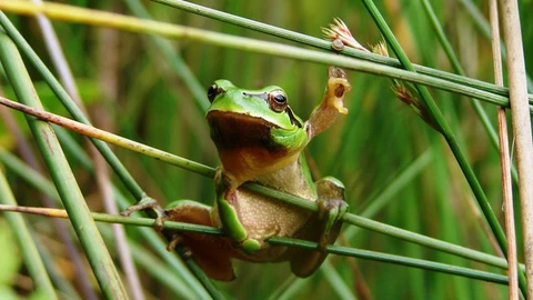 Ranita meridional (Hyla meridionalis), Grândola (Portugal)
