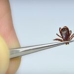 Enfermedades tropicales: Se asientan en España