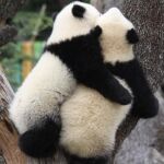 Los pandas Po y De De, en el Zoo de Madrid