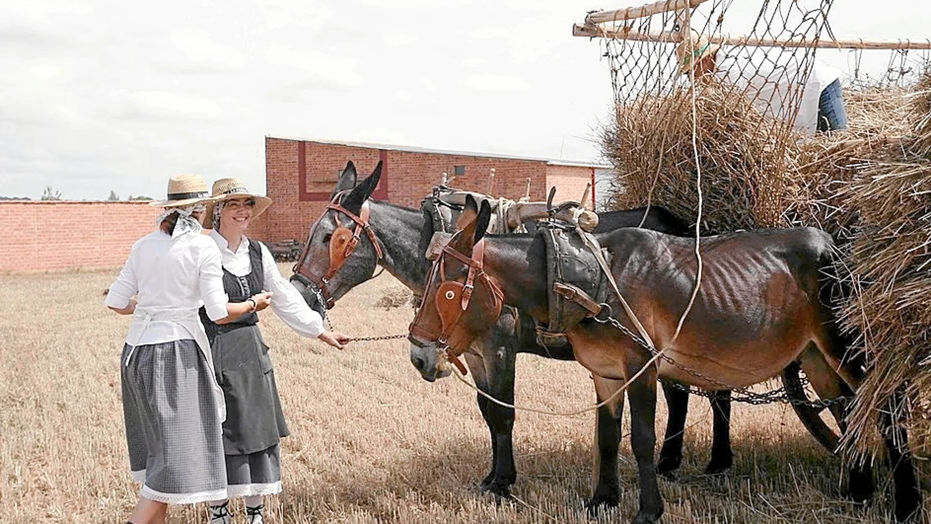 Demostración de labores agrícolas tradicionales con mulas en la pasada edición de la Fiesta de la Trilla