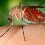 Los mosquitos suelen sentirse atraídos por la ropa de colores oscuros