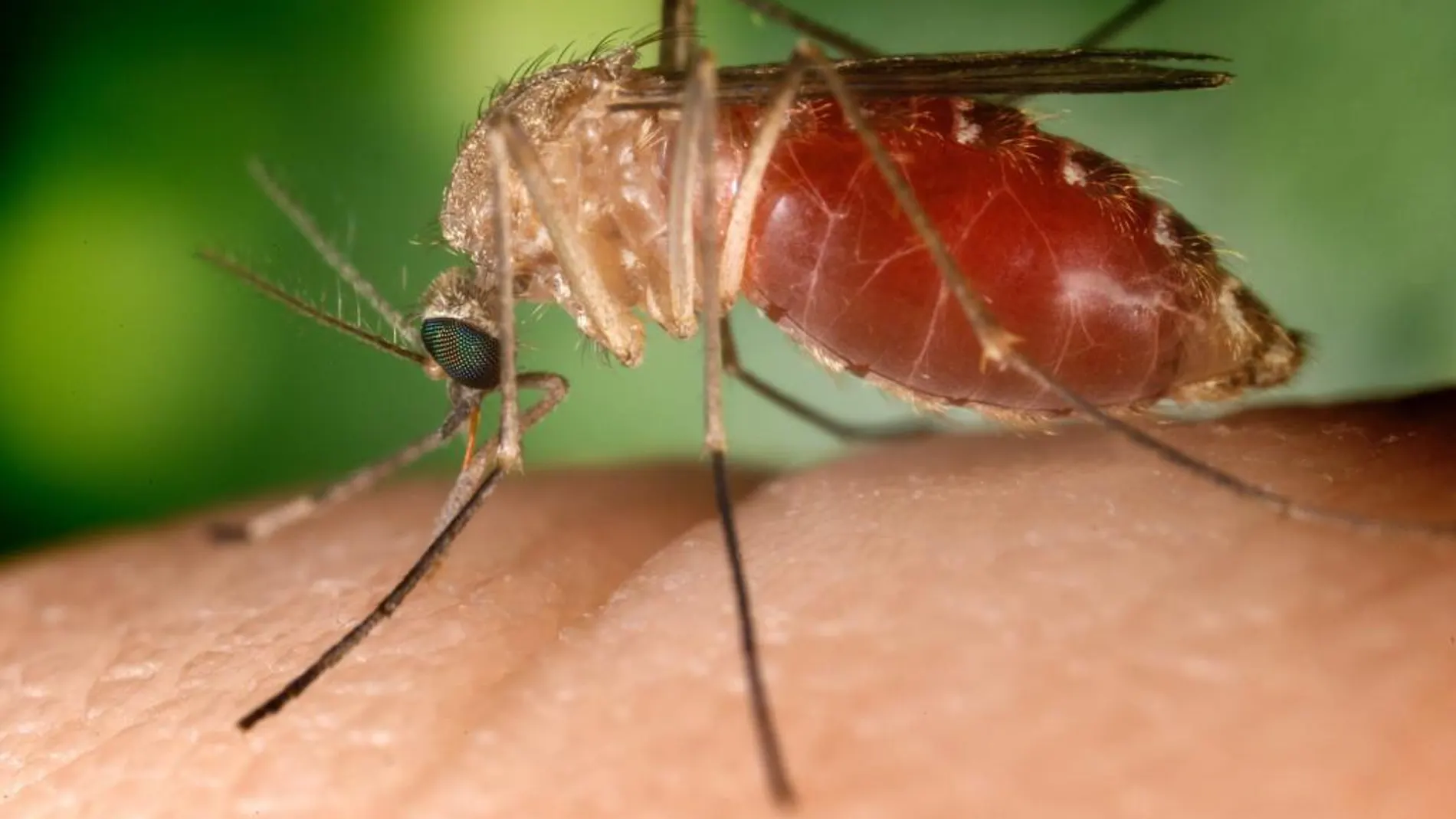 Los mosquitos suelen sentirse atraídos por la ropa de colores oscuros