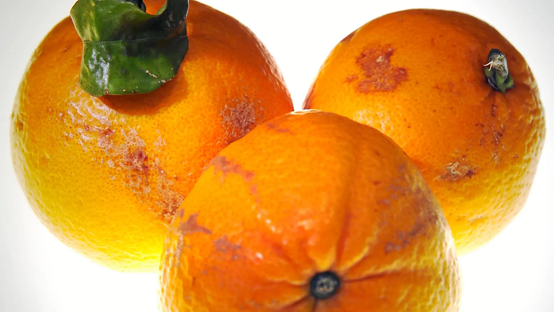 «La mejor naranja de Valencia», puso en marcha «Frutas feas», para dar una segunda oportunidad a las naranjas imperfectas