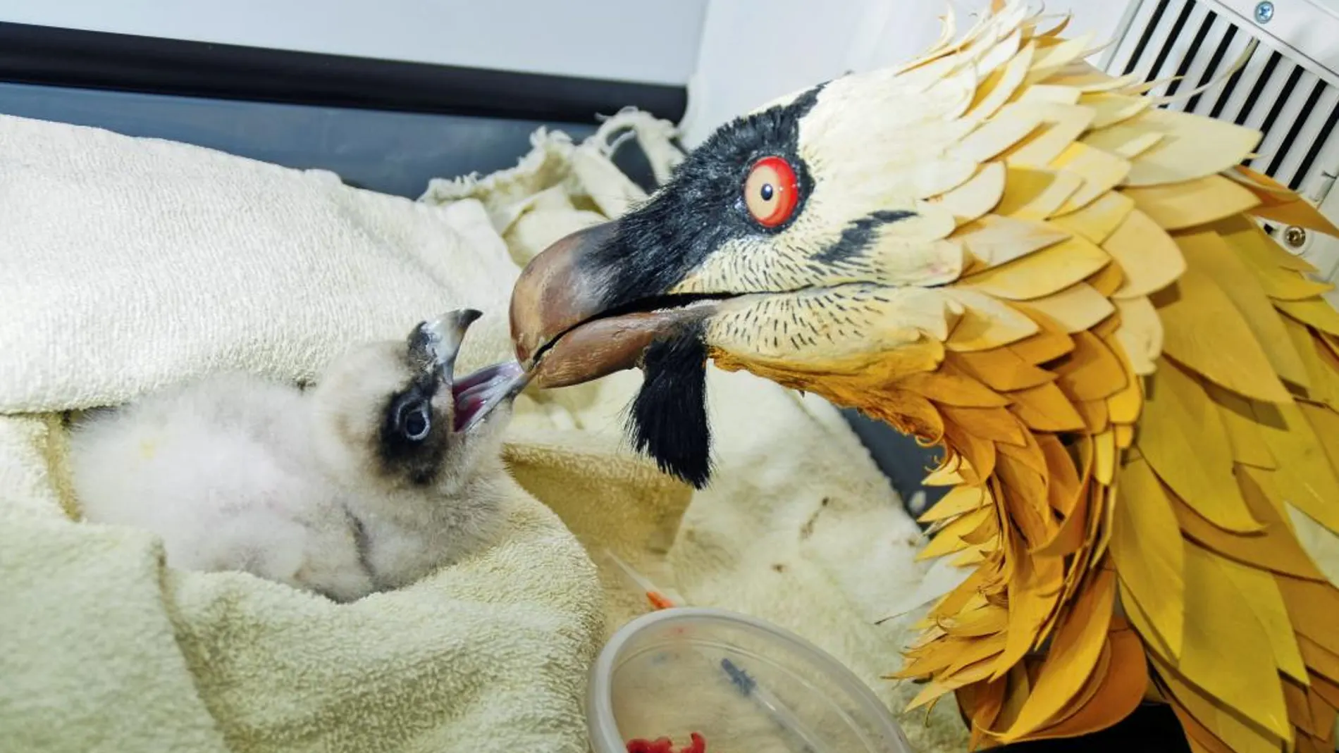 Fotografía facilitada por la Fundación para la Conservación del Quebrantahuesos (FCQ) de señuelos con pollos de quebrantahuesos / Efe