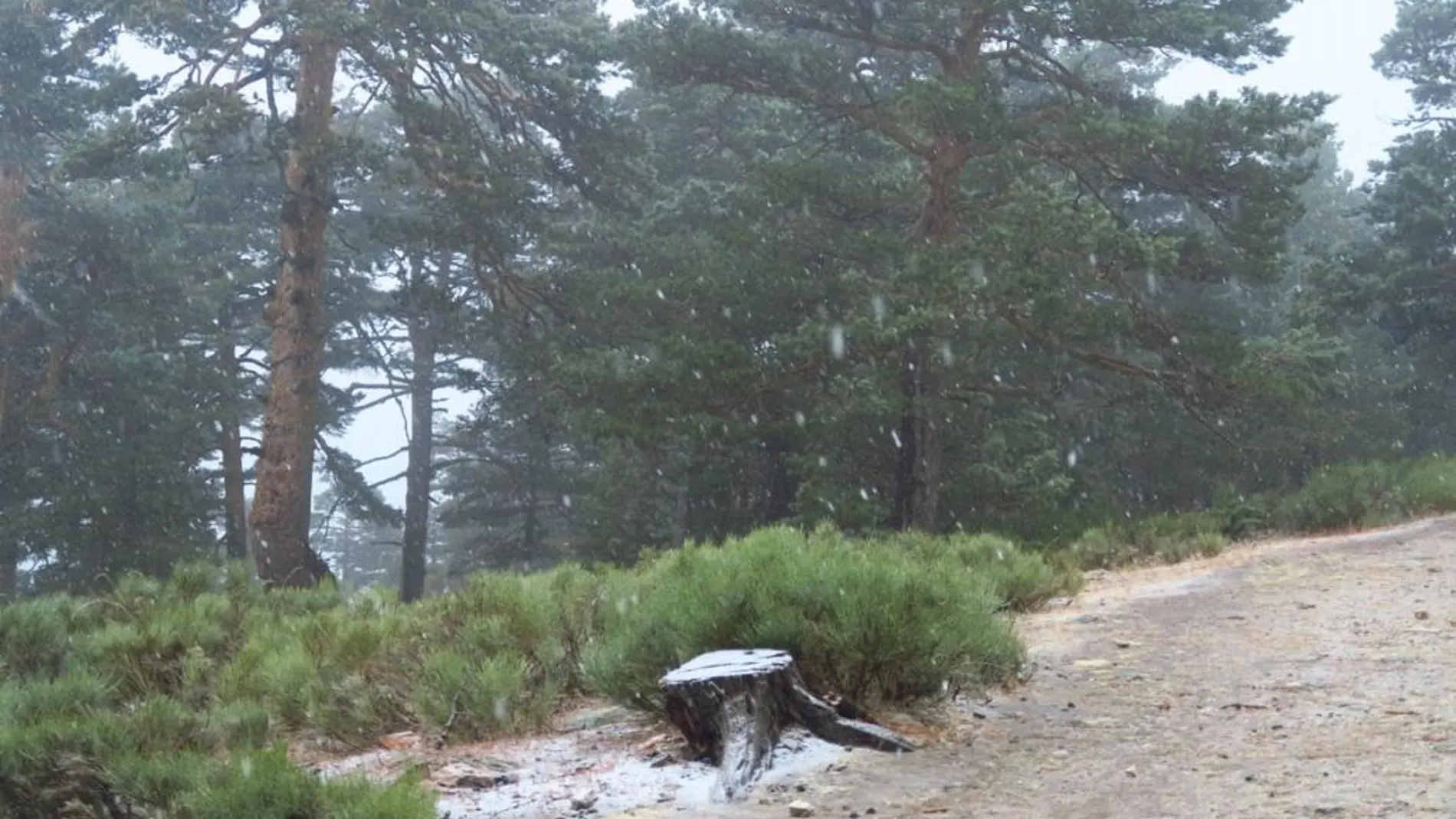 Nieve en el puerto de Navacerrada esta mañana