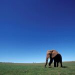 Un elefante africano en el Parque Nacional de Elefantes Addo cerca de Port Elizabeth en la provincia del Cabo al este de Sudáfrica.