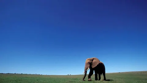 Un elefante africano en el Parque Nacional de Elefantes Addo cerca de Port Elizabeth en la provincia del Cabo al este de Sudáfrica.