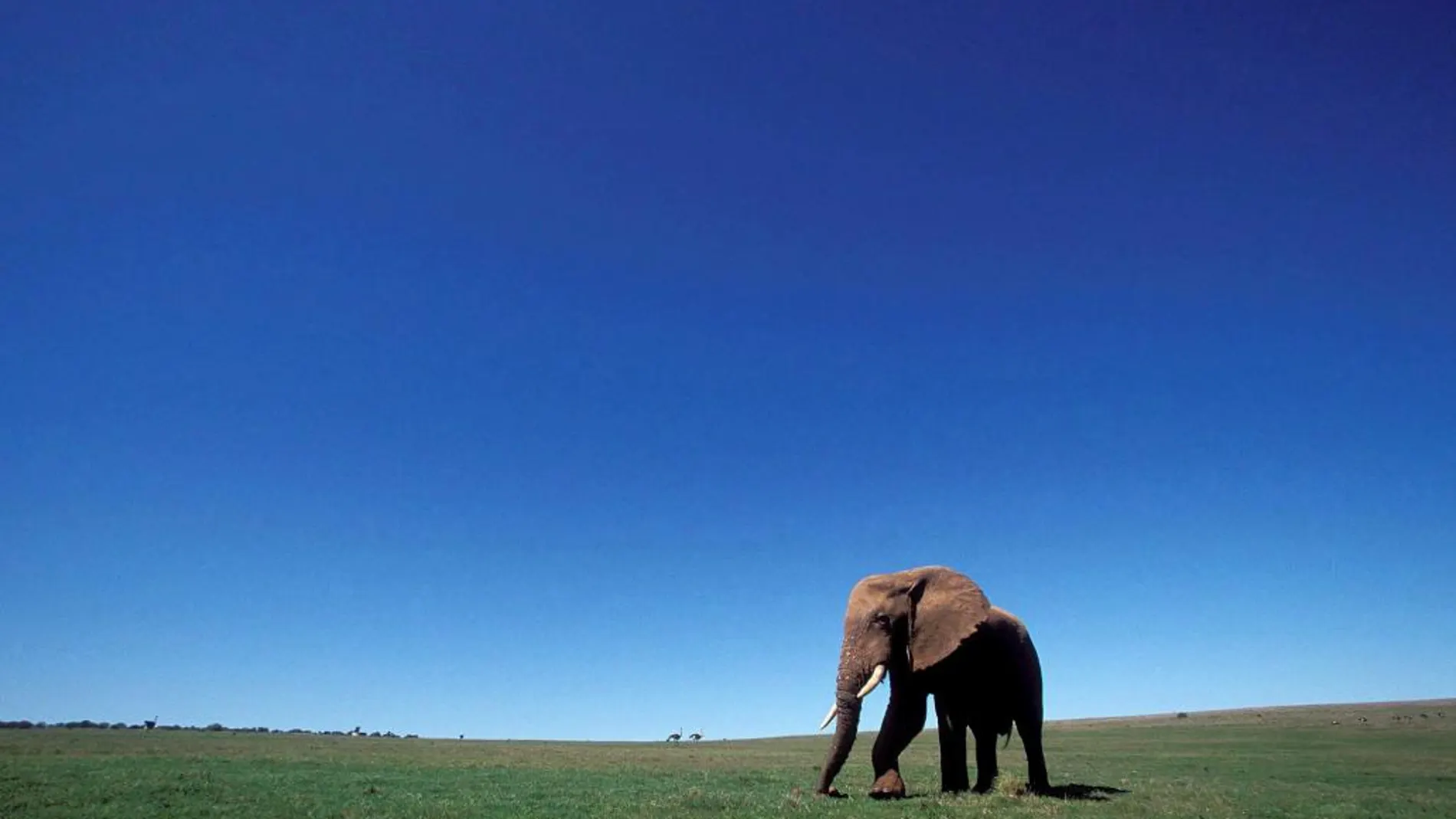 Un elefante africano en el Parque Nacional de Elefantes Addo cerca de Port Elizabeth en la provincia del Cabo al este de Sudáfrica.