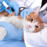Las vacunas en los animales de compañía son obligatorias