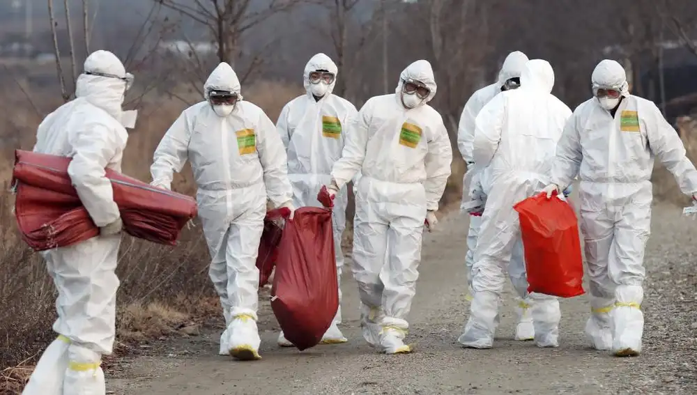 Un grupo de operarios trasladan aves muertas a causa de la gripe aviar en Corea del Sur, el pasado 26 de diciembre