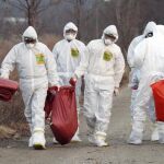 Un grupo de operarios trasladan aves muertas a causa de la gripe aviar en Corea del Sur, el pasado 26 de diciembre