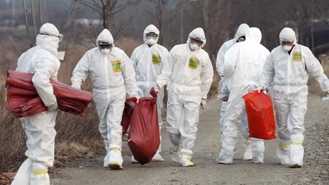 Un grupo de operarios trasladan aves muertas a causa de la gripe aviar en Corea del Sur, el pasado 26 de diciembre
