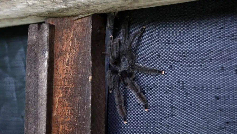 Una tarántula fotografiada en Venezuela