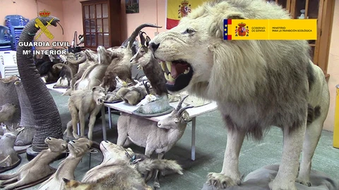 Algunas de las especies procedentes de talleres ilegales de taxidermia | G.C.