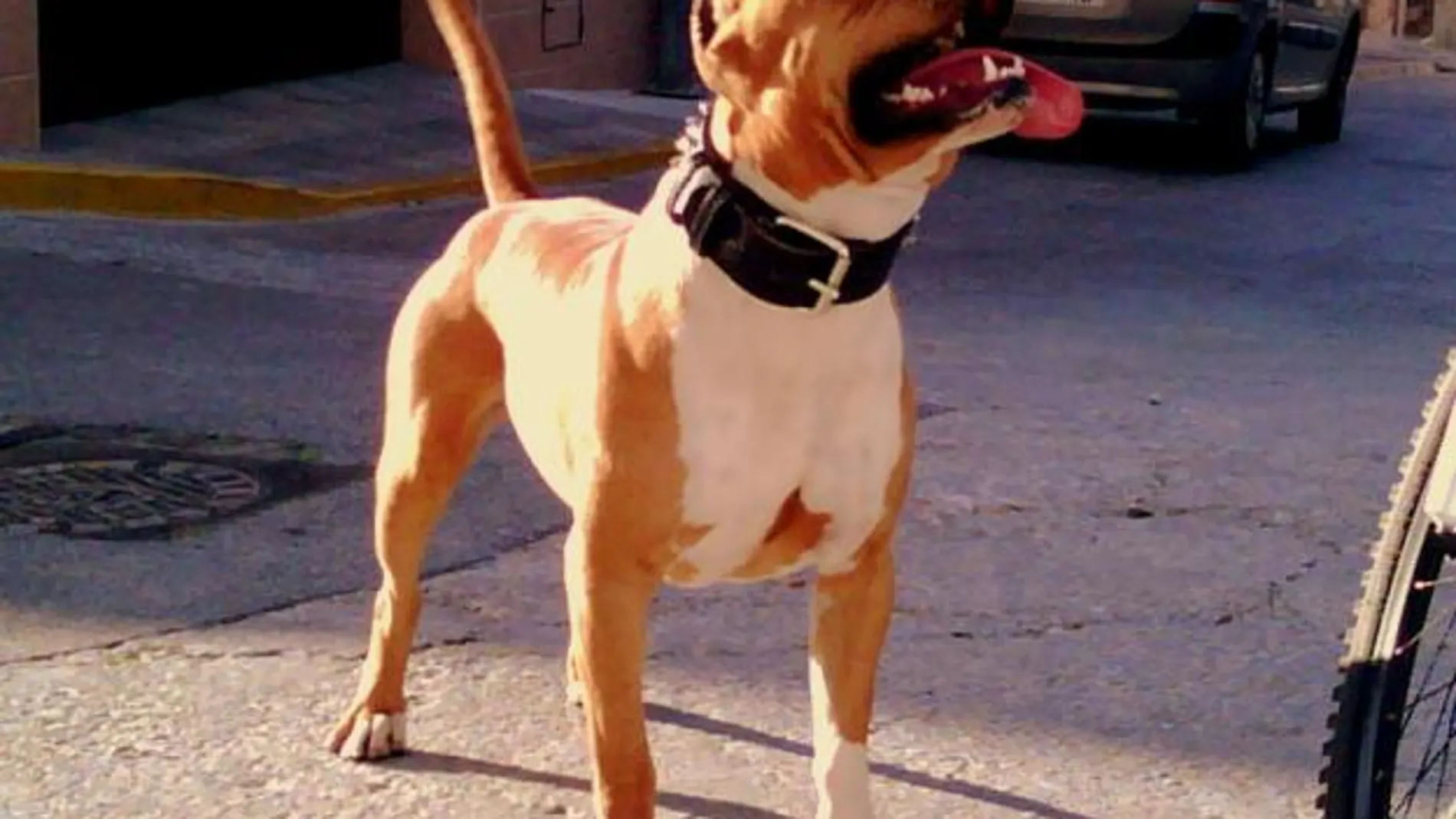 Imagen de archivo de un perro de la raza Stanford
