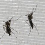 Mosquitos transmisores del zika