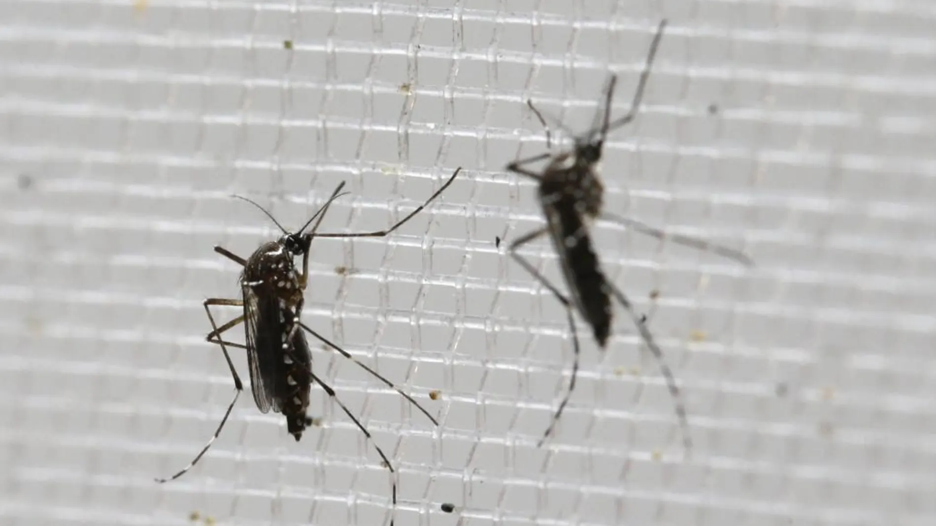Mosquitos transmisores del zika