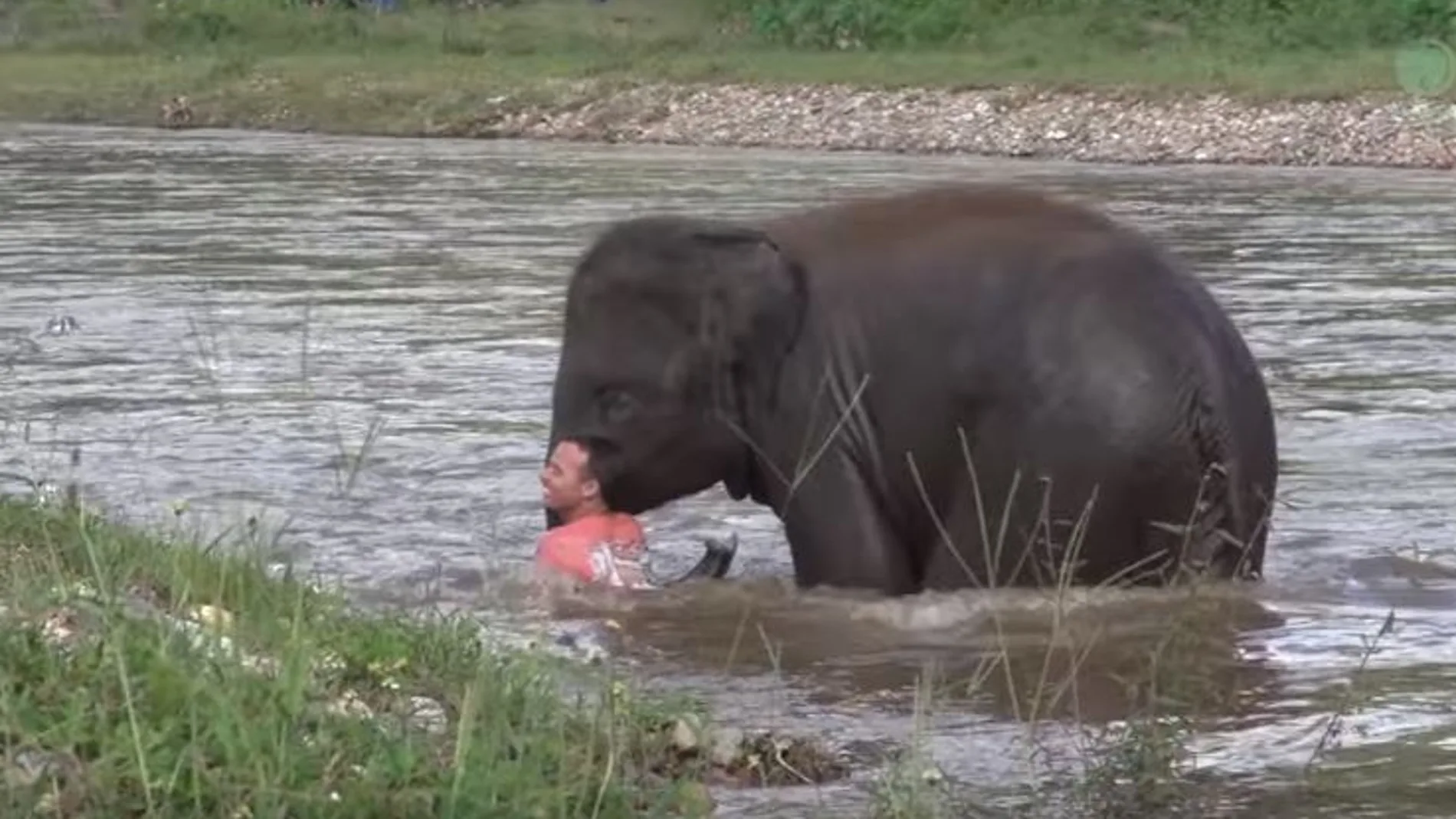 Un elefante se mete en un río para salvar a un hombre arrastrado por la corriente