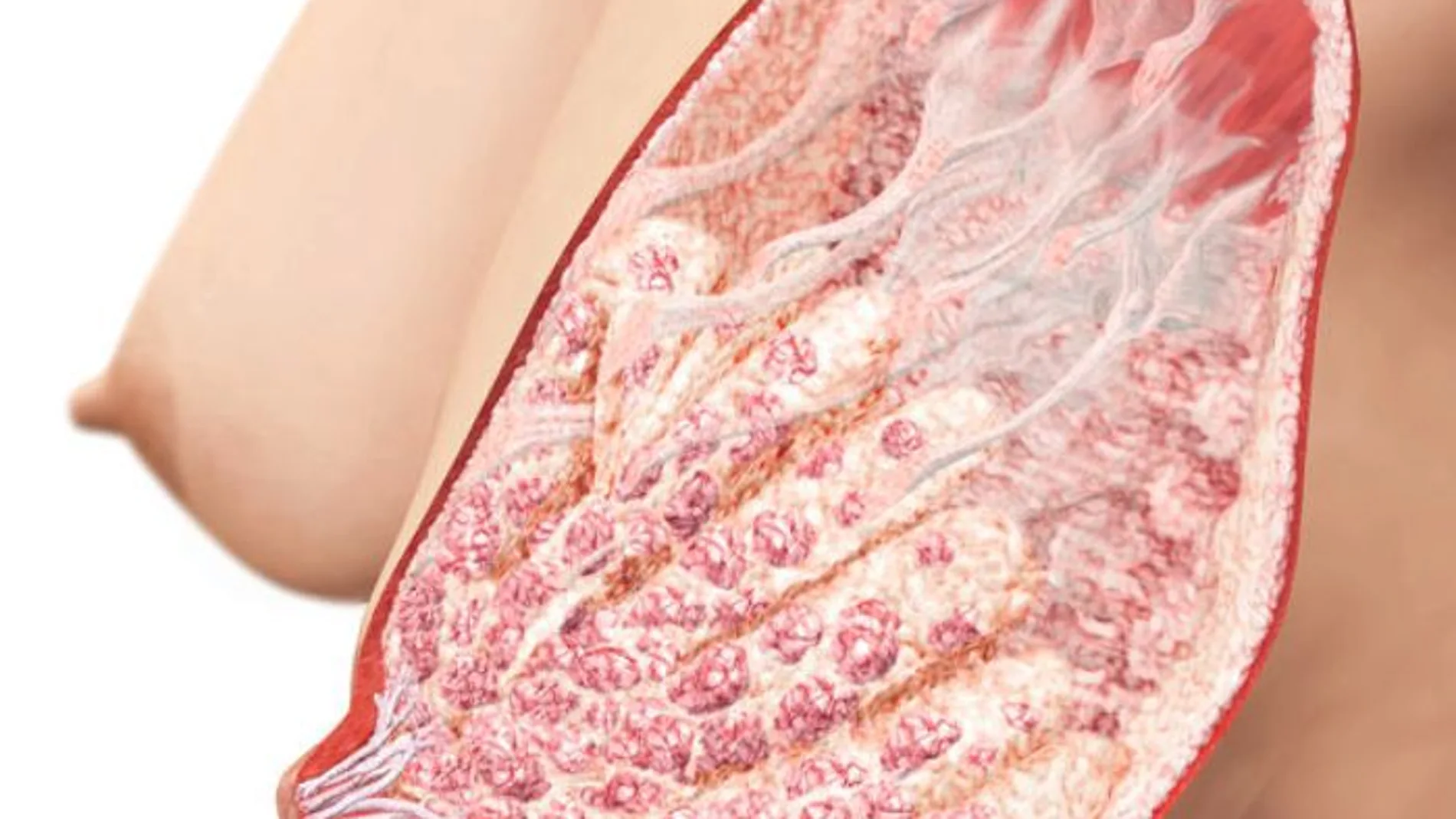 ¿Cómo es la anatomía de la mama durante la lactancia?