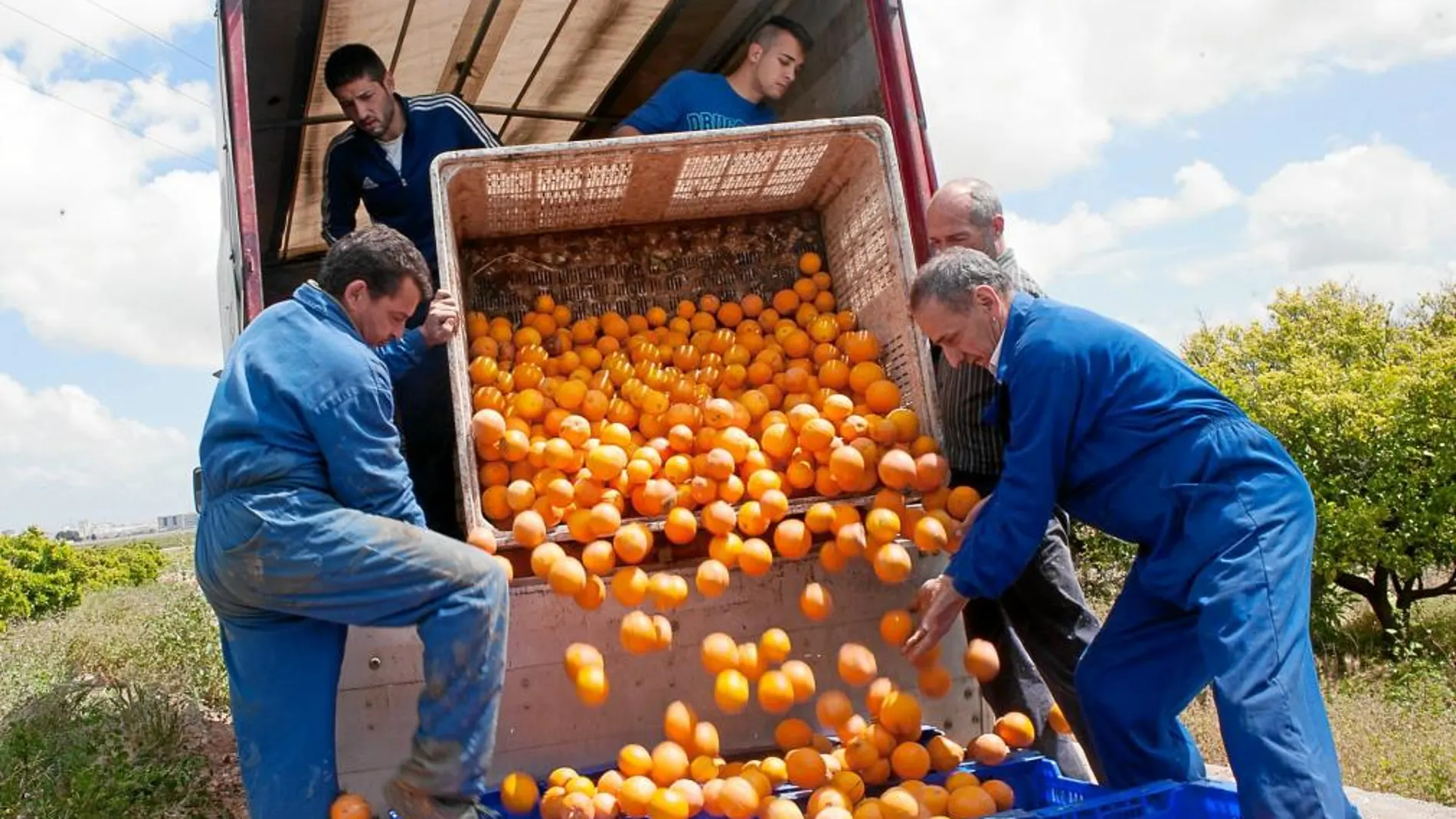 Operarios de la cooperativa descargan el camión con las naranjas robadas.