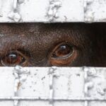 Un orangután encautividad, en una imagen tomada en Tailandia /AP