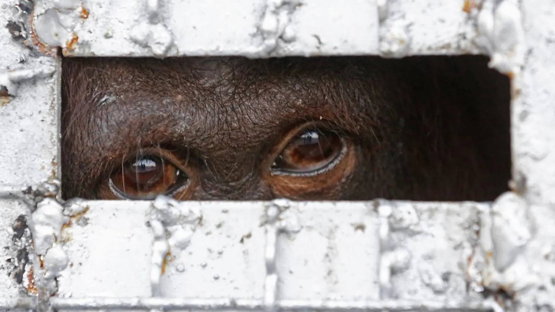 Un orangután encautividad, en una imagen tomada en Tailandia /AP