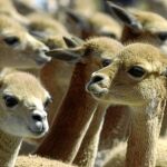 Un grupo de Alpacas, primos hermanos de las llamas y de los camellos, cuyo sistema inmune ofrece esperanzas para combatir el cáncer