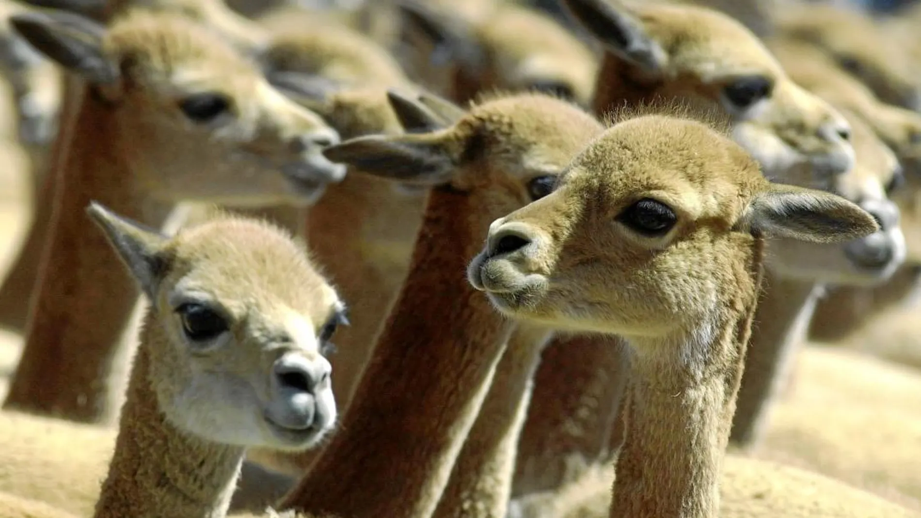 Un grupo de Alpacas, primos hermanos de las llamas y de los camellos, cuyo sistema inmune ofrece esperanzas para combatir el cáncer
