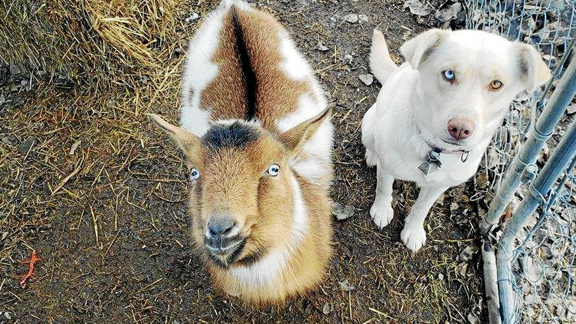 La historia del labrador Bo es solo un ejemplo de cómo los perros pueden ser amigos de otras especies como las cabras
