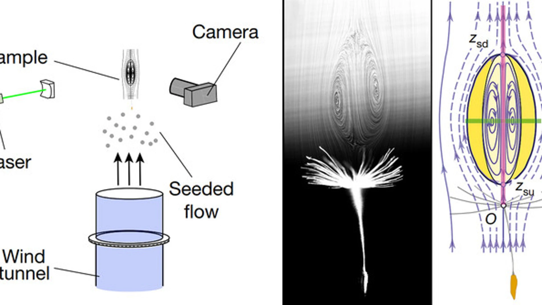 Con un túnel del viento y cámaras especiales, los investigadores han descubierto el anillo de vórtice que se genera sobre la semilla del diente de león. / N. Nakayama, I.Maria Viola et al./Nature