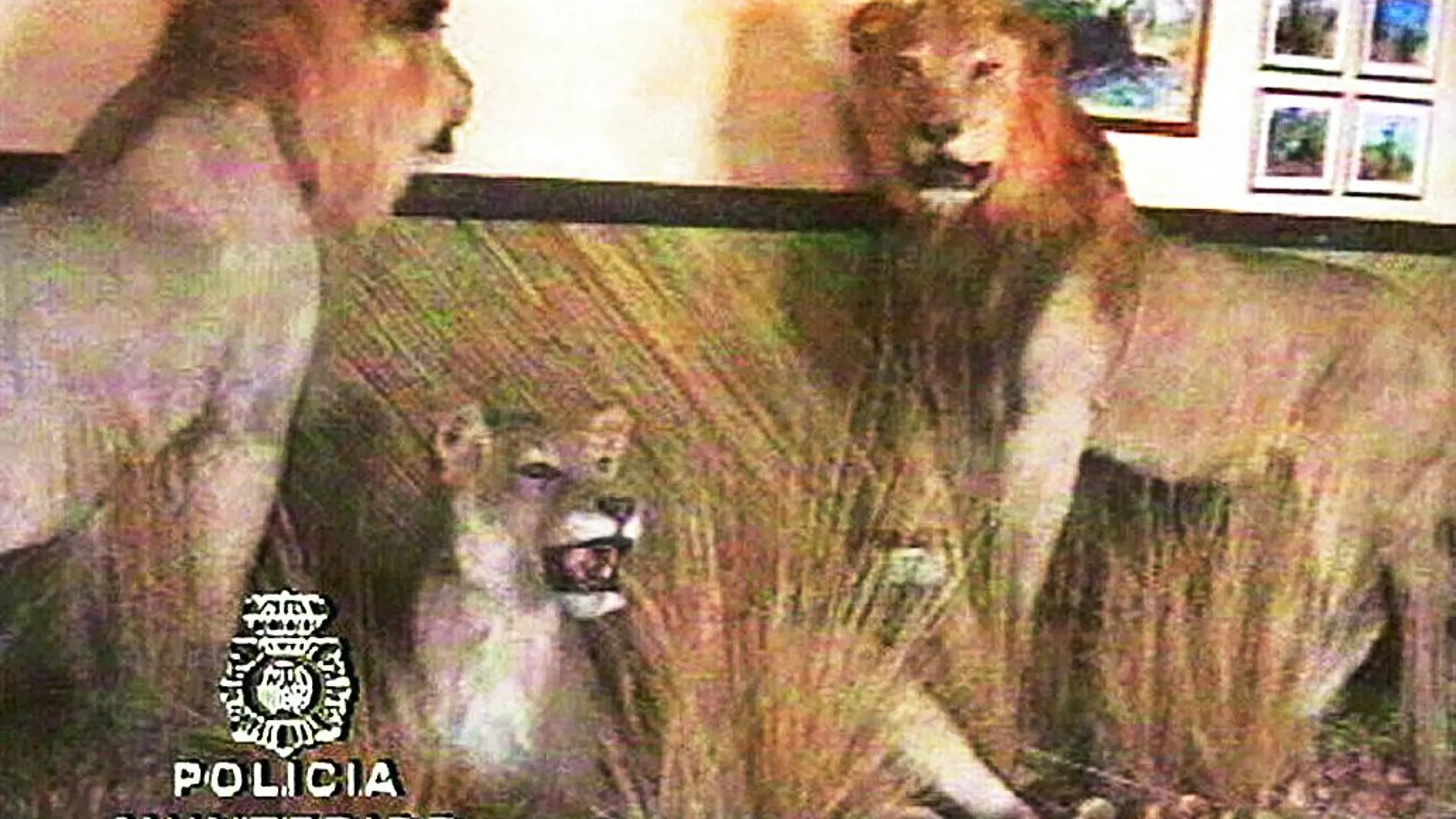 En las propiedades de Roca se localizaron leones, hienas y jirafas procedentes de los safaris del «cerebro» del «caso Malaya»