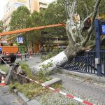El temporal arrancó de raíz numerosos arboles en toda la región de Berlín