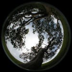 Fotografía hemisférica de la copa (desde debajo con una cámara digital con un objetivo de ‘ojo de pez’) de uno de los guayabos estudiados. / Agustina Ventre