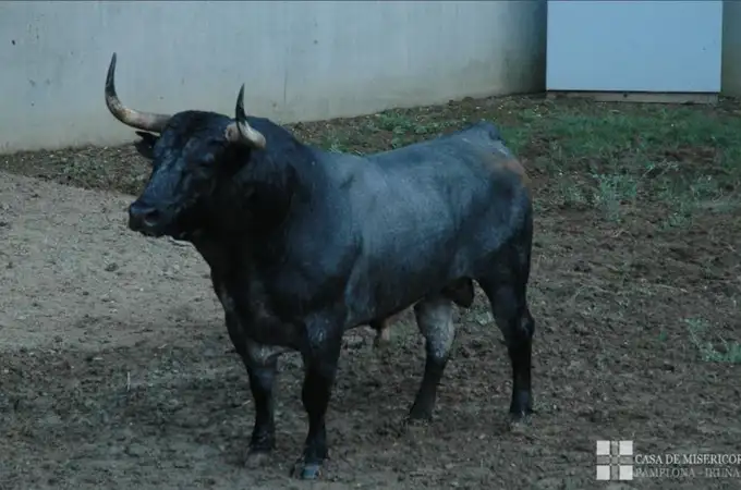 Los toros de José Escolar para la segunda carrera de San Fermín Los toros de José Escolar para la segunda carrera de San Fermín