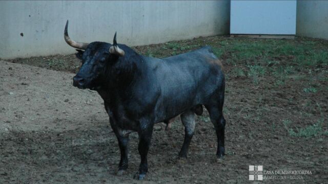Los toros de José Escolar para la segunda carrera de San Fermín