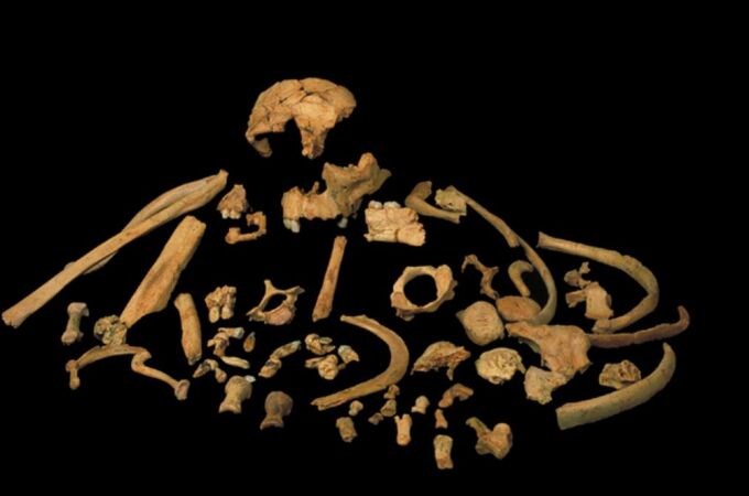 Huesos del Homo antecessor utilizados para la datación / CENIEH