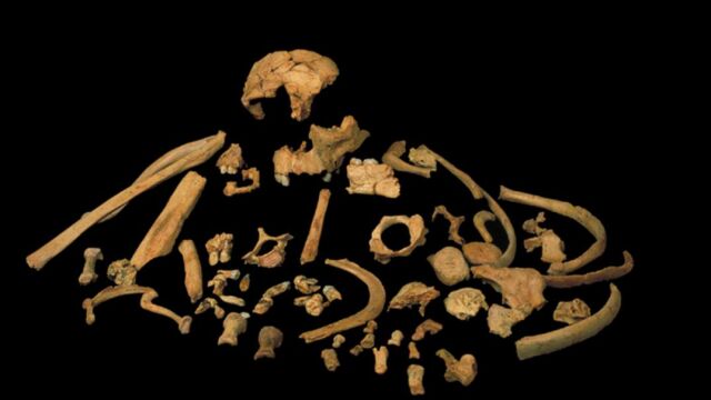 Huesos del Homo antecessor utilizados para la datación / CENIEH