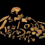 Huesos del Homo antecessor utilizados para la datación / CENIEH