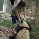 ¿Quién dijo que ser cuidador de osos panda fuera fácil?