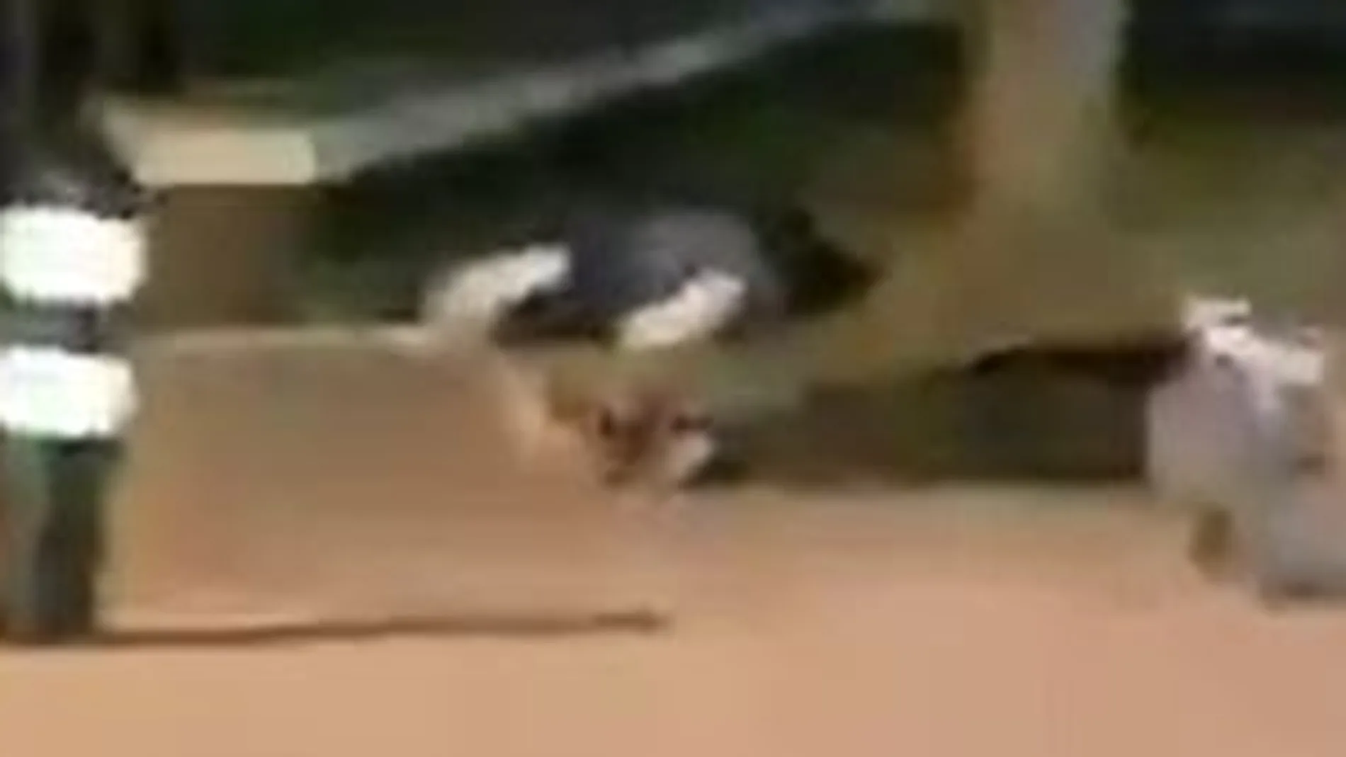 Imagen de vídeo de dos de los terroristas abatidos