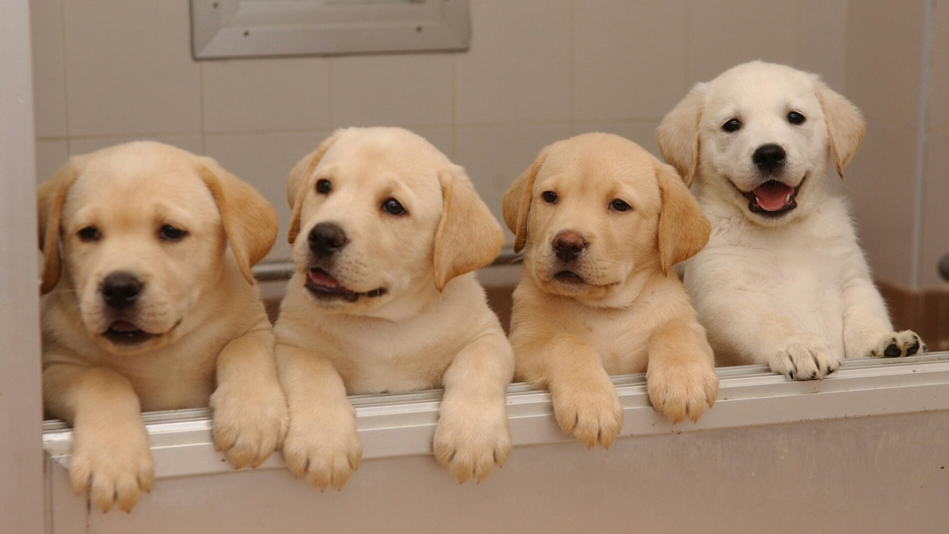 La Canina Nacional apoya que no se vendan perros de menos de seis meses Foto