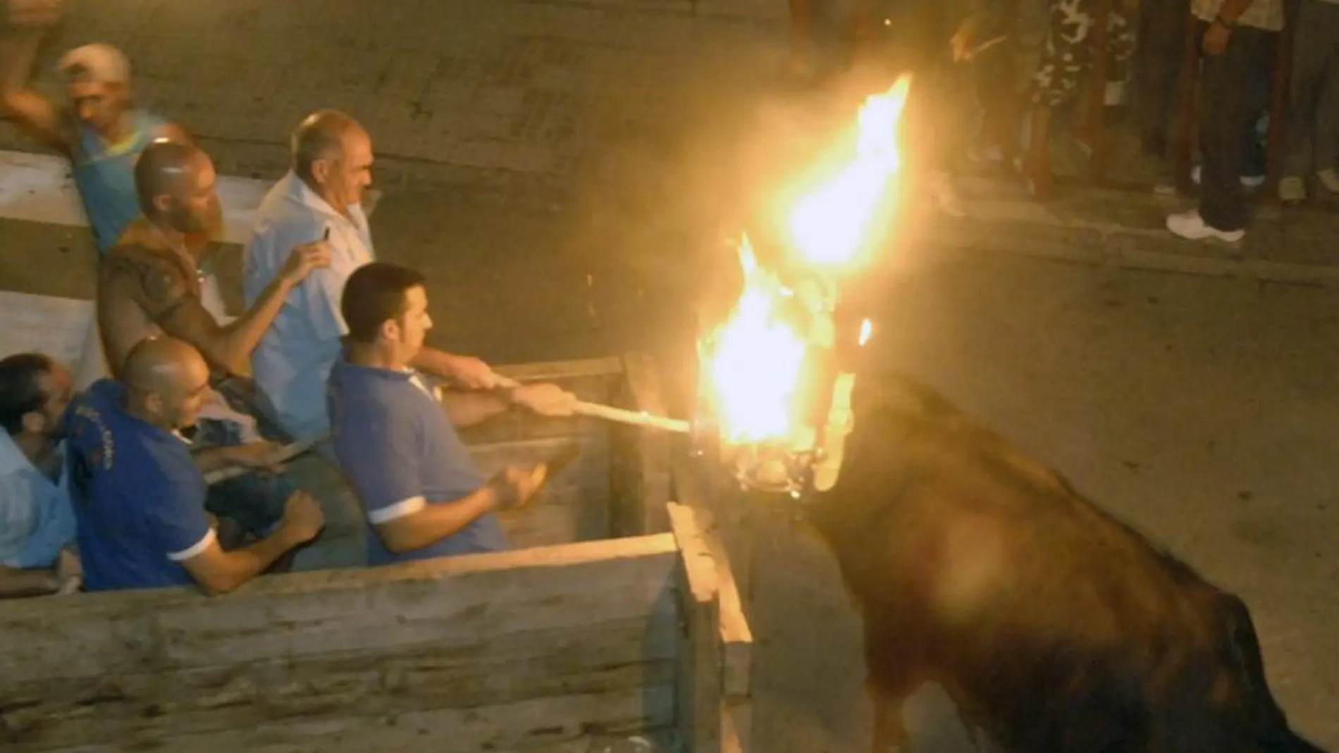 Un toro embolado durante un festejo taurino