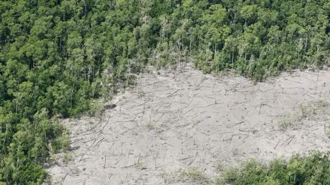 Tala de árboles en la selva amazónica, en una imagen de archivo