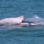 Dos delfines en el Pacífico