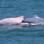  Graban las «conversaciones» de los delfines