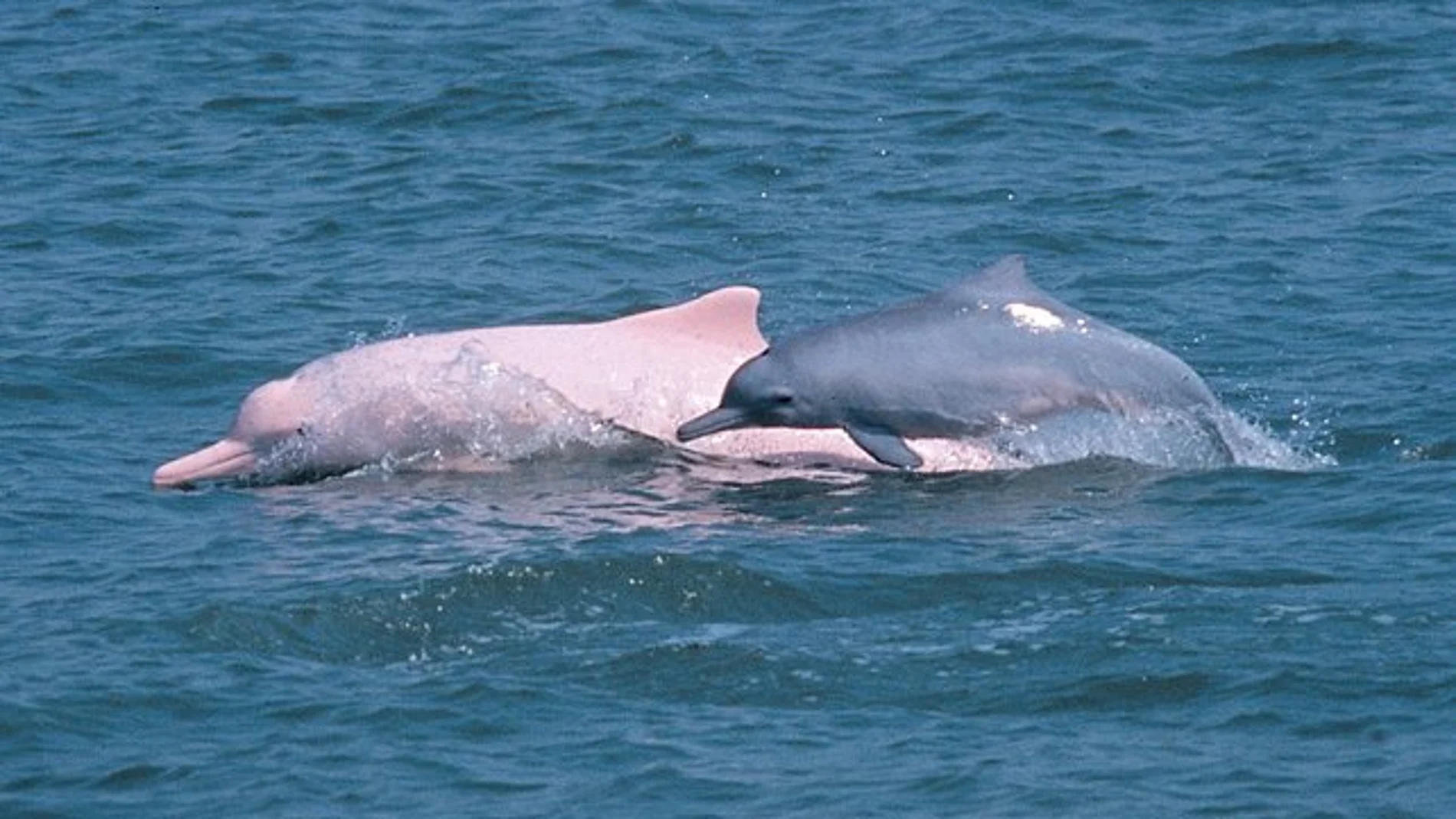 Dos delfines en el Pacífico