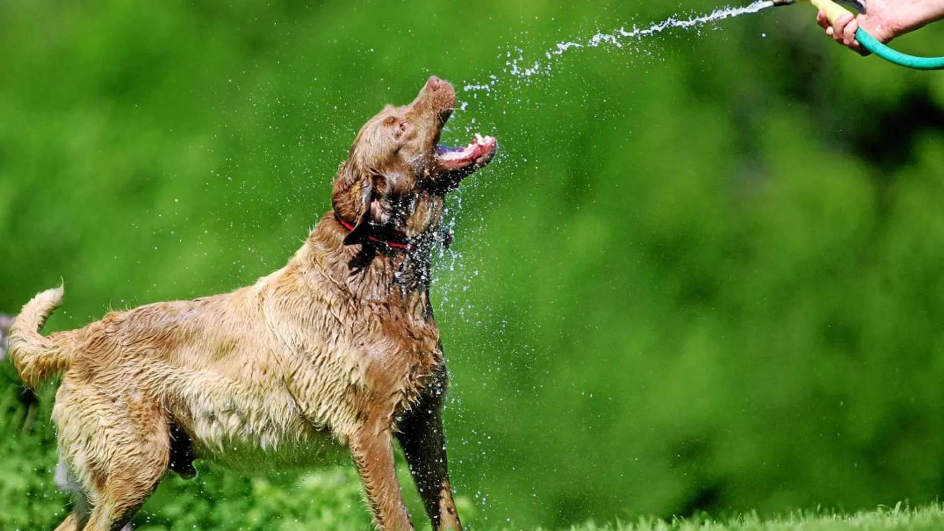 Dependiendo del grado de la protección que tenga un perro y de su ubicación, el riesgo de contraer leishmaniosis varía entre un 3% y un 18%